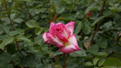 旧古河邸庭園のバラ３