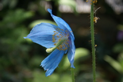 ヒマラヤの青いケシ