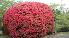 八幡山のツツジ ３