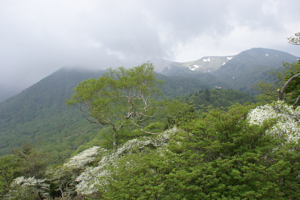 ツツジと那須の山