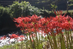 川岸の彼岸花