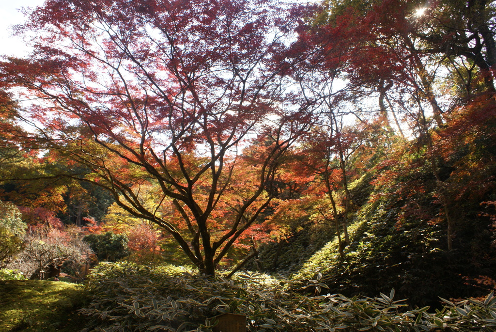 紅葉２