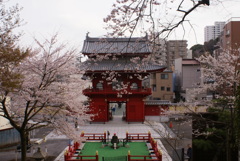 赤門と桜