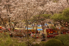 八幡山の桜