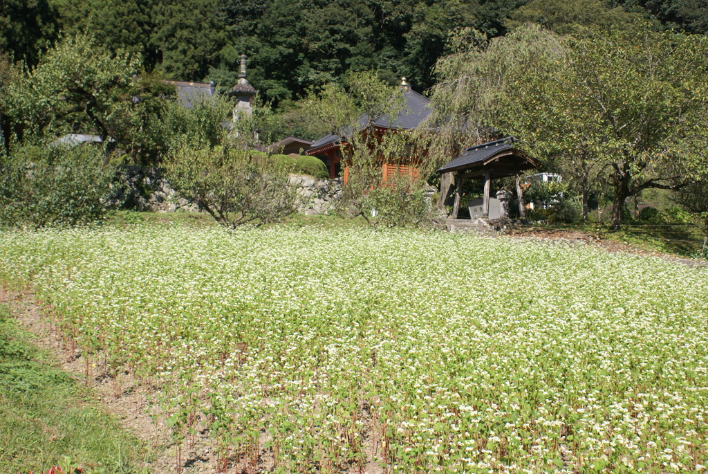 蕎麦の花と常楽寺