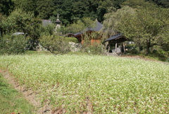 蕎麦の花と常楽寺