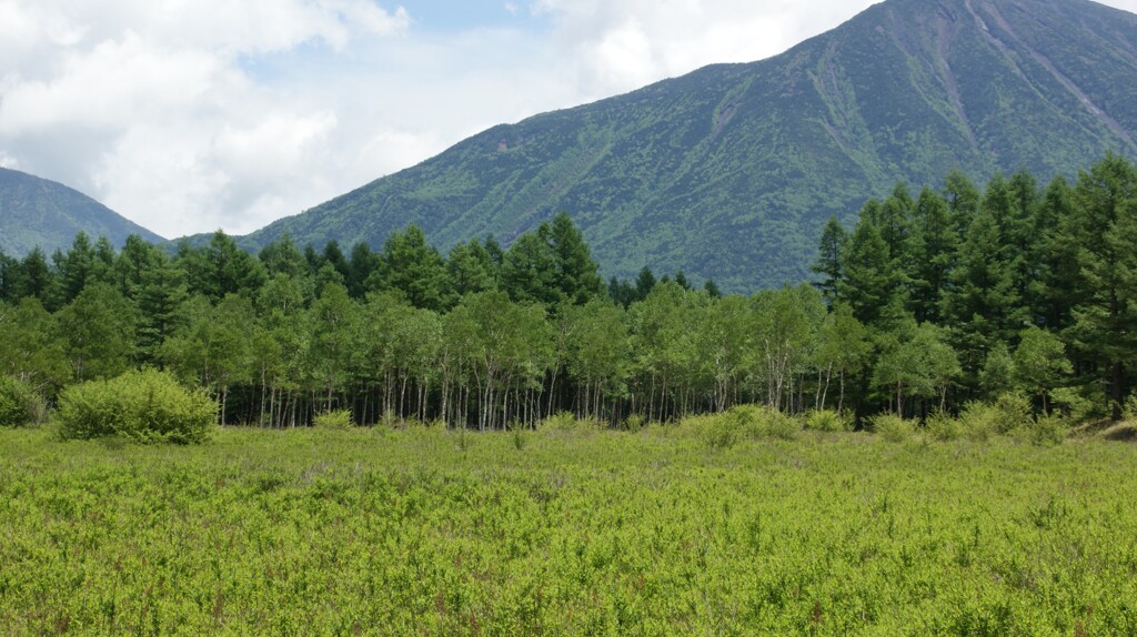 白樺の新緑