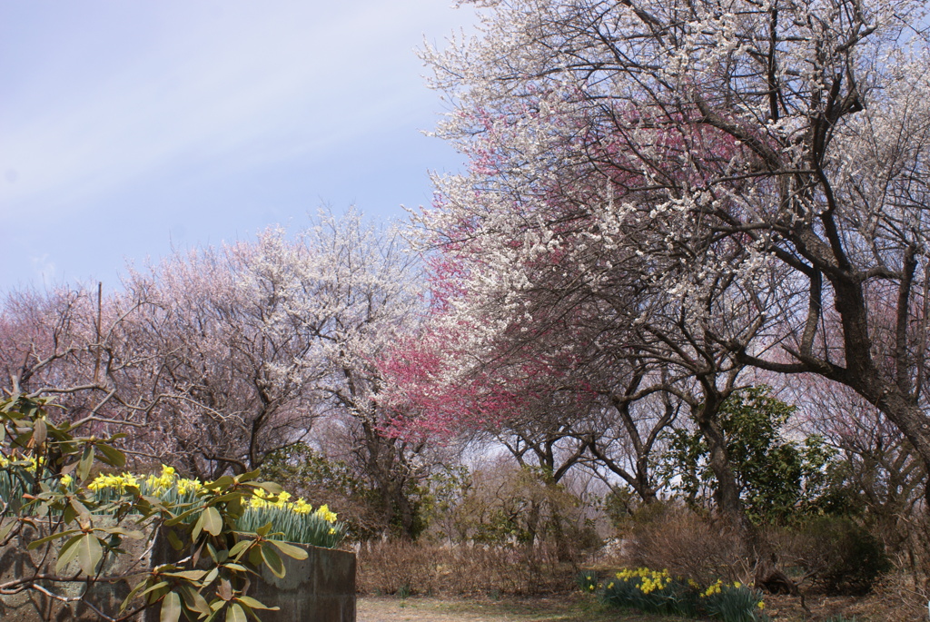 錦鯉公園の梅