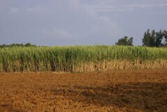 さとうきび畑２