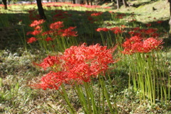彼岸花の群生