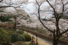 八幡山の桜５