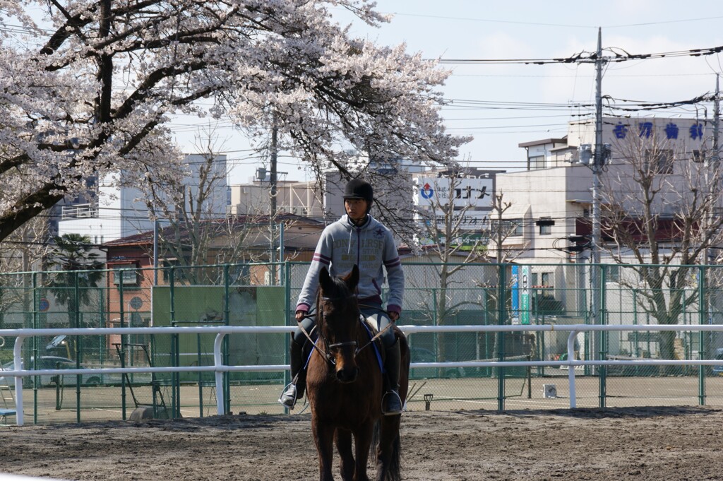 馬術部員と桜２