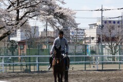 馬術部員と桜２