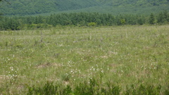 ワタスゲの群落