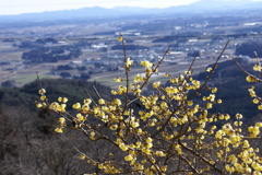 蠟梅と景色