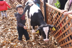 牛と子供