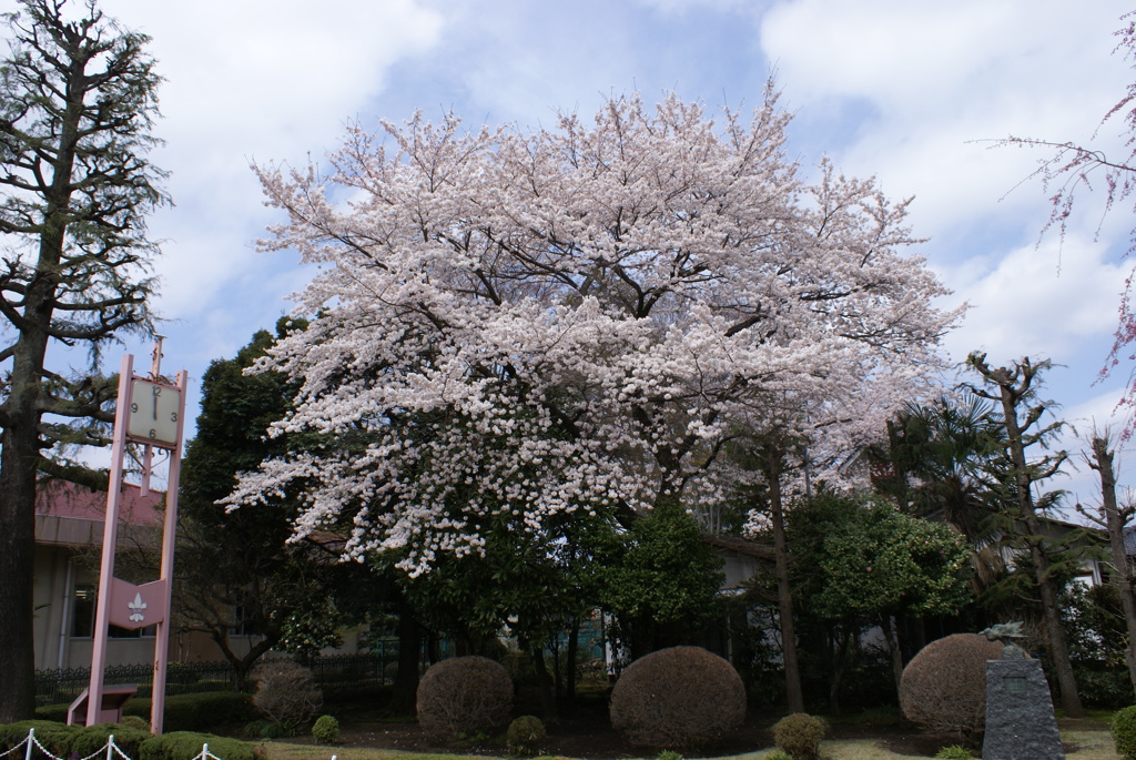 宇都宮女子高の桜