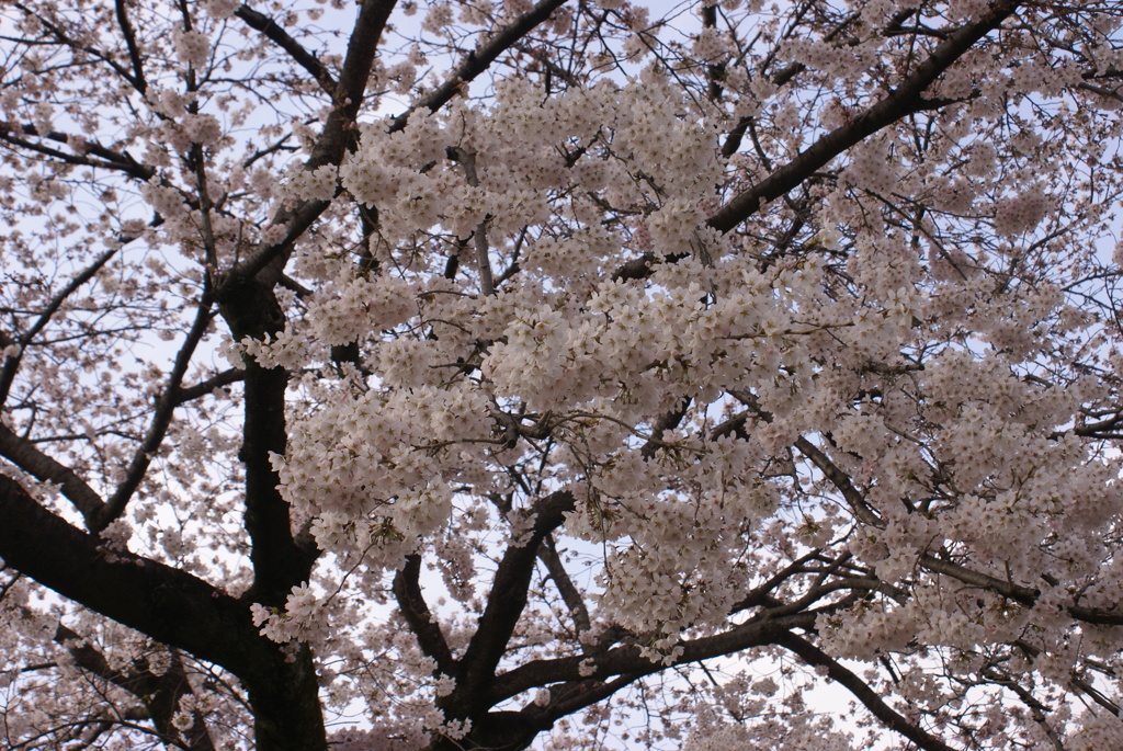 千波公園の桜２