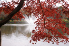 噴水と紅葉１