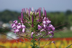 フラワーワールド２