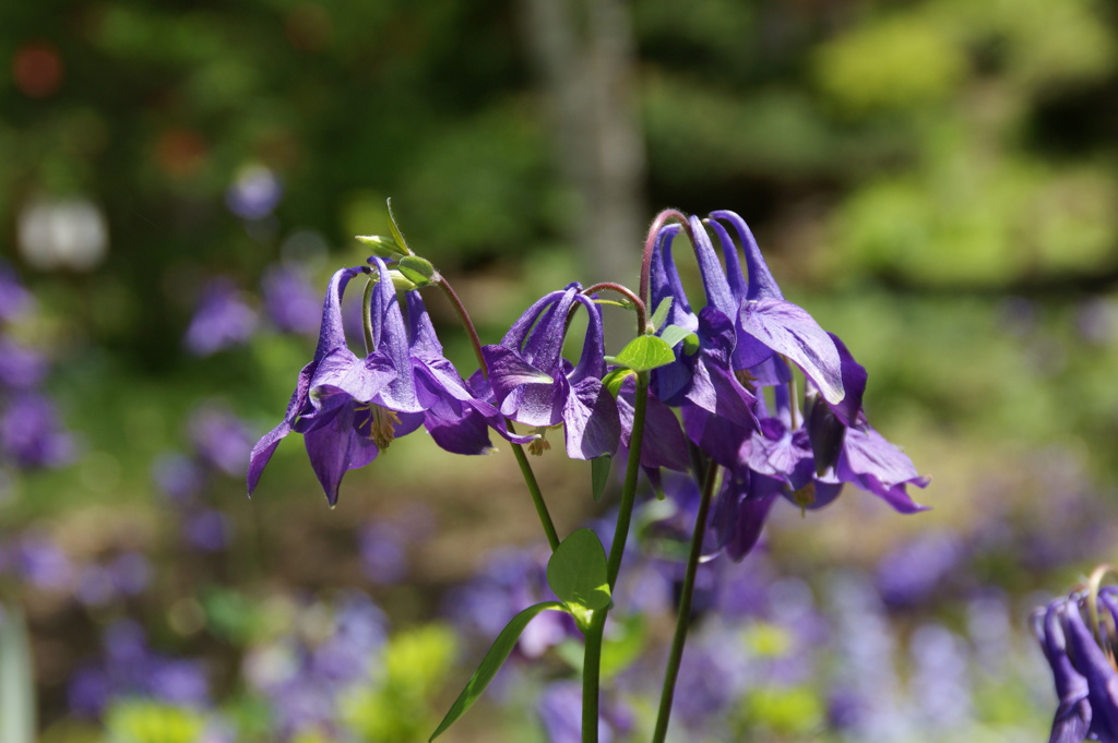 ヒメシャジン？