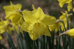 水仙のアップ