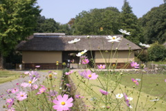 コスモスと長屋門