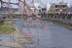 田川沿いの桜