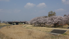 東雲公園の桜３