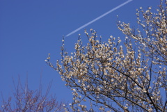 梅の木と飛行機雲