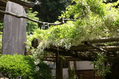 那珂川町乾徳寺の白藤