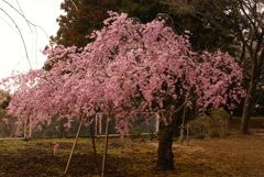 蒲生神社の枝垂桜
