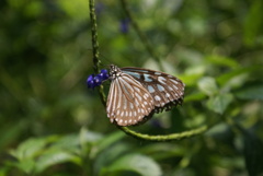 リュウキュウアサギマダラ