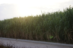 さとうきび畑１