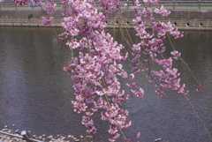 田川の枝垂桜