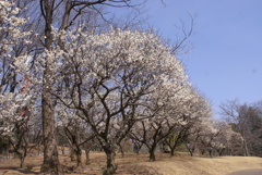 八幡山公園の梅林