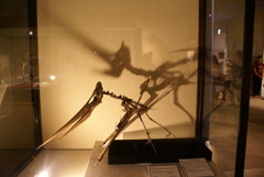 ステラノドンの骨格