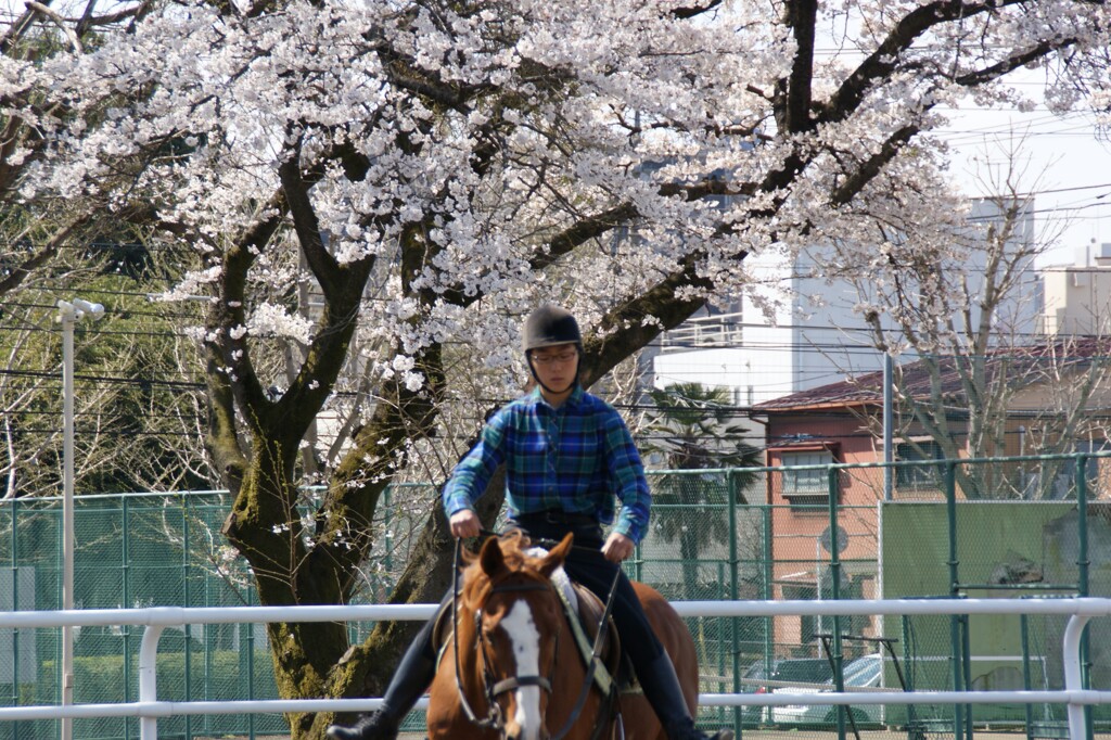 馬術部員と桜