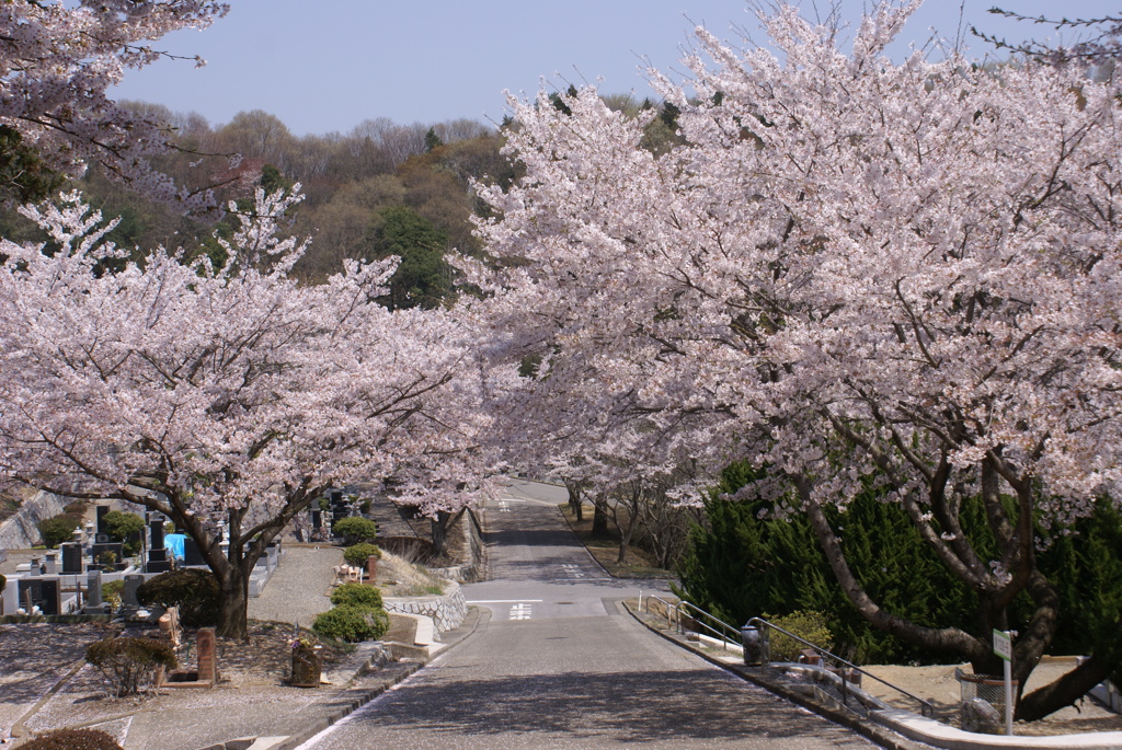 桜のトンネル