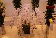 花フェスタ2011　作品７