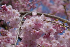 枝垂桜のアップ