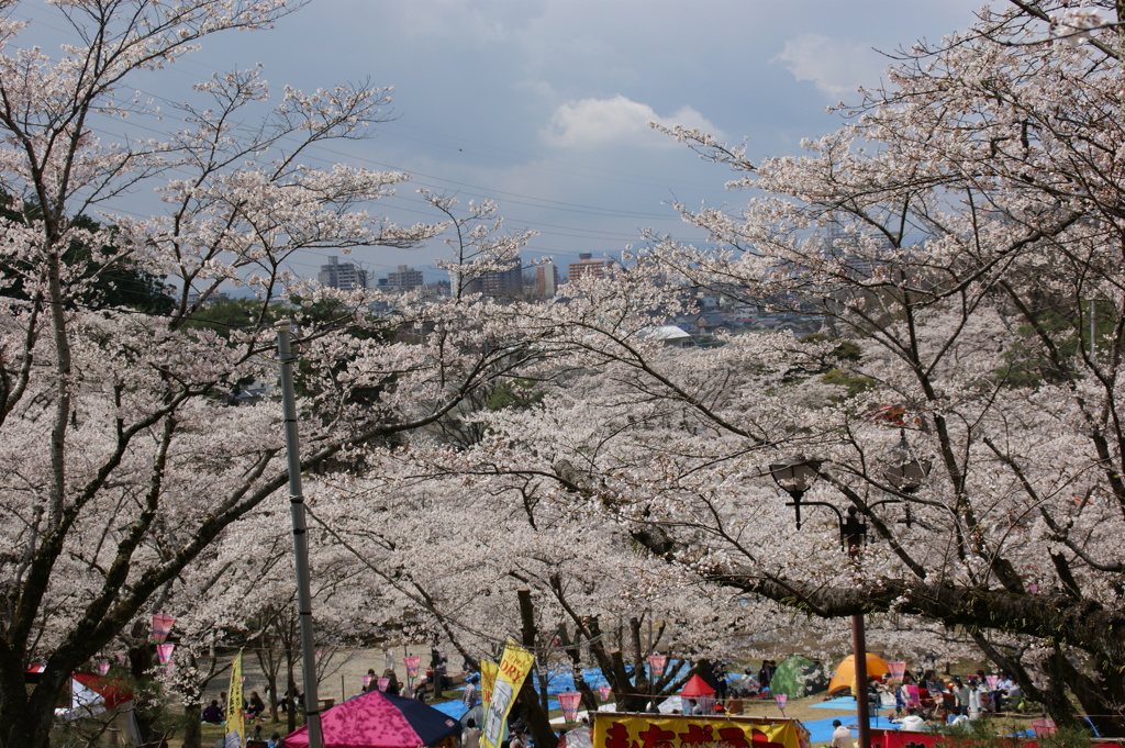 八幡山の桜３