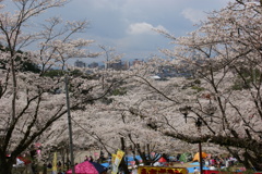 八幡山の桜３