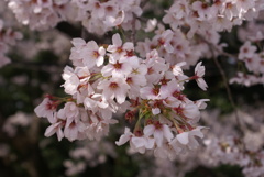二荒山神社の桜１
