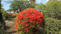 八幡山のツツジ １