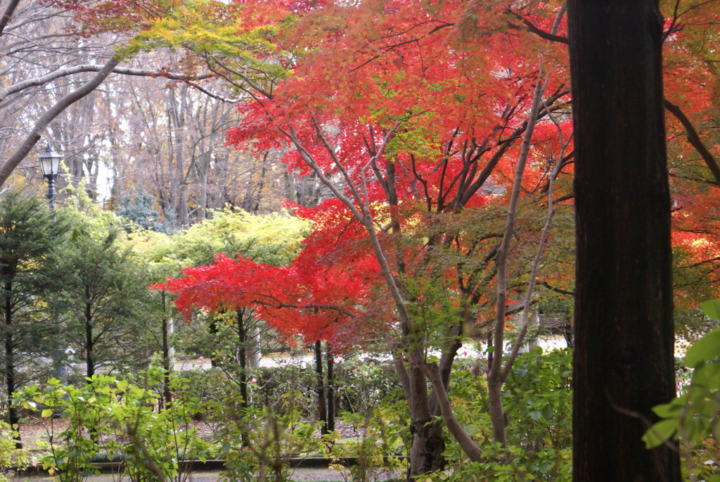 紅葉３