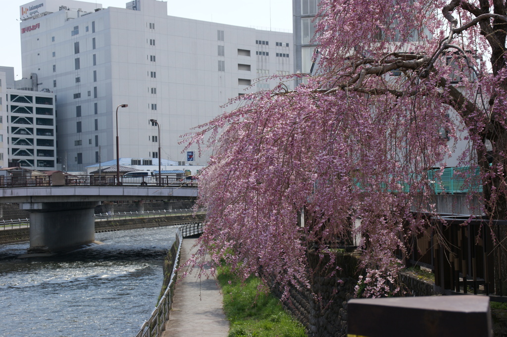 田川沿いの枝垂桜