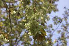 緑の桜２
