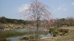 池と桜