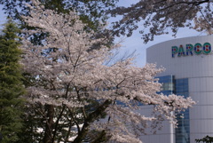 パルコと桜